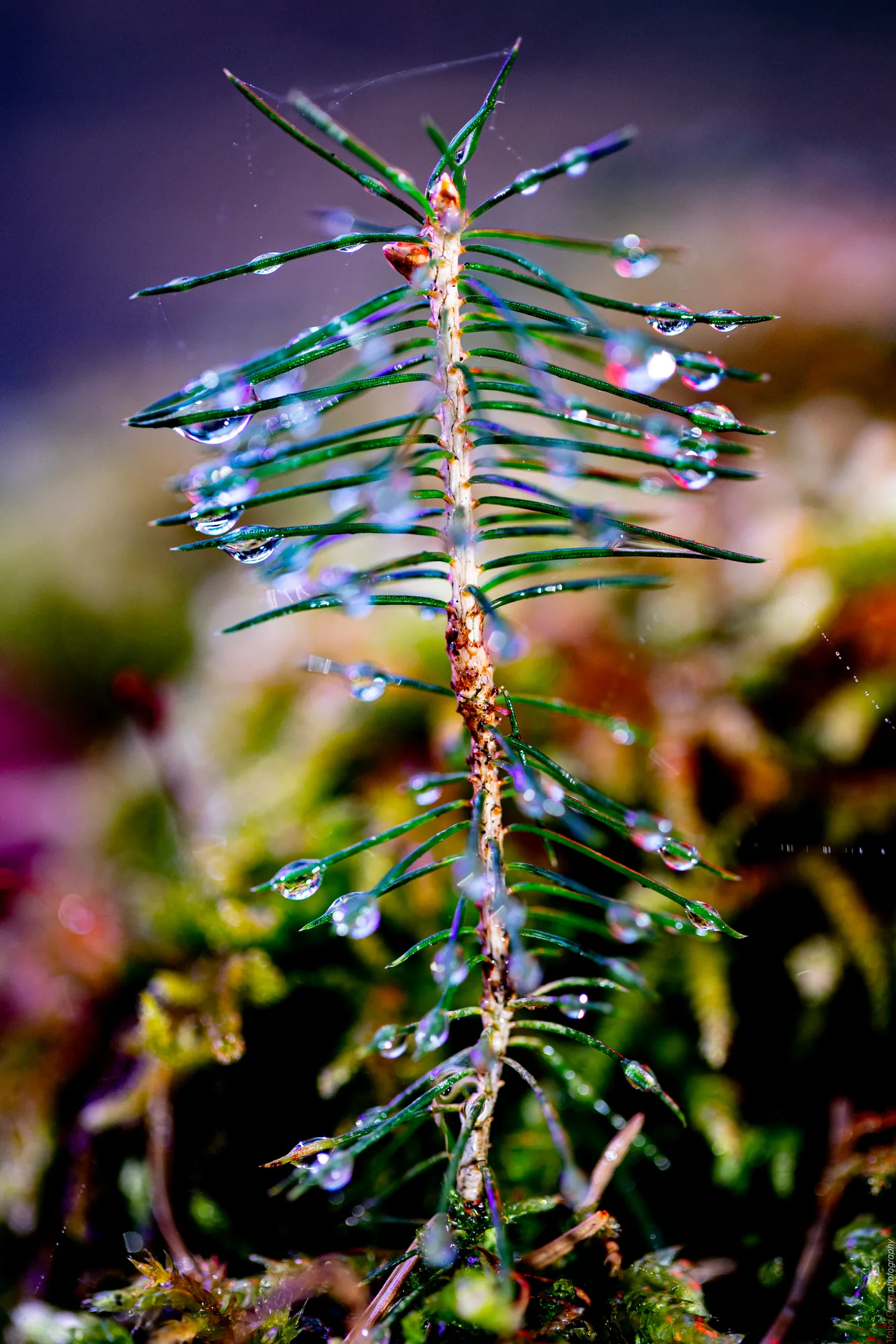Der kleine Baum und seine Linsen