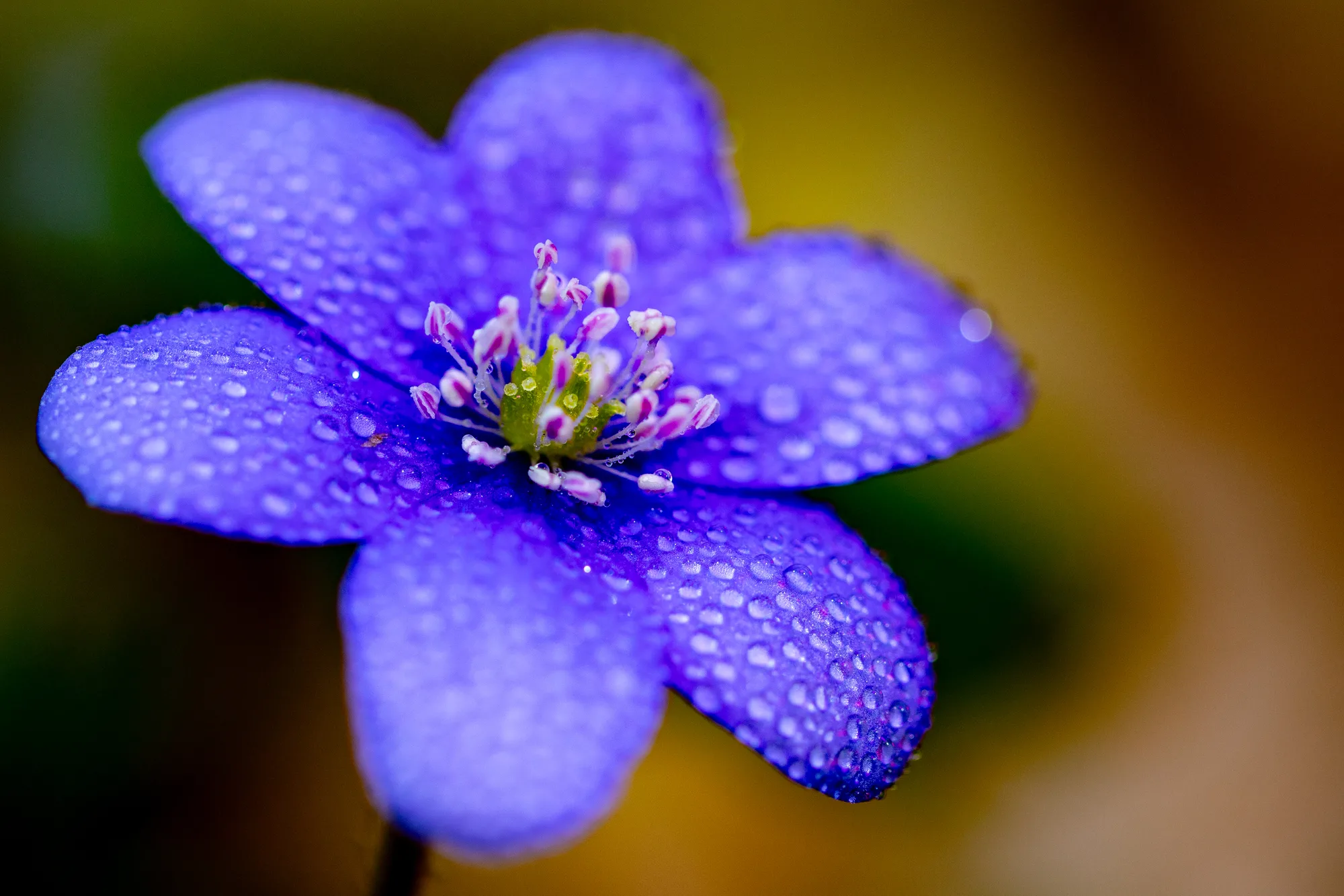 Blau, das nicht laut sein muss