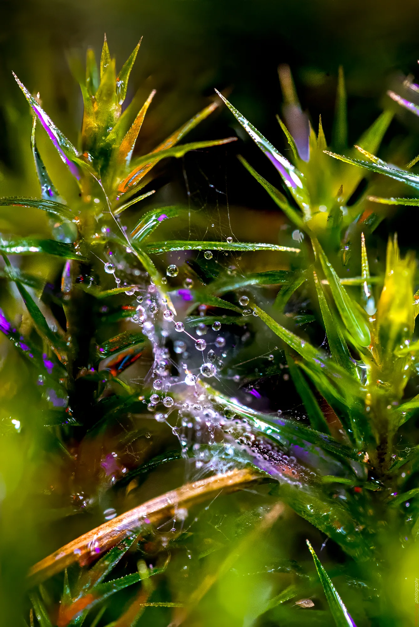 Tautropfen im Mooswald