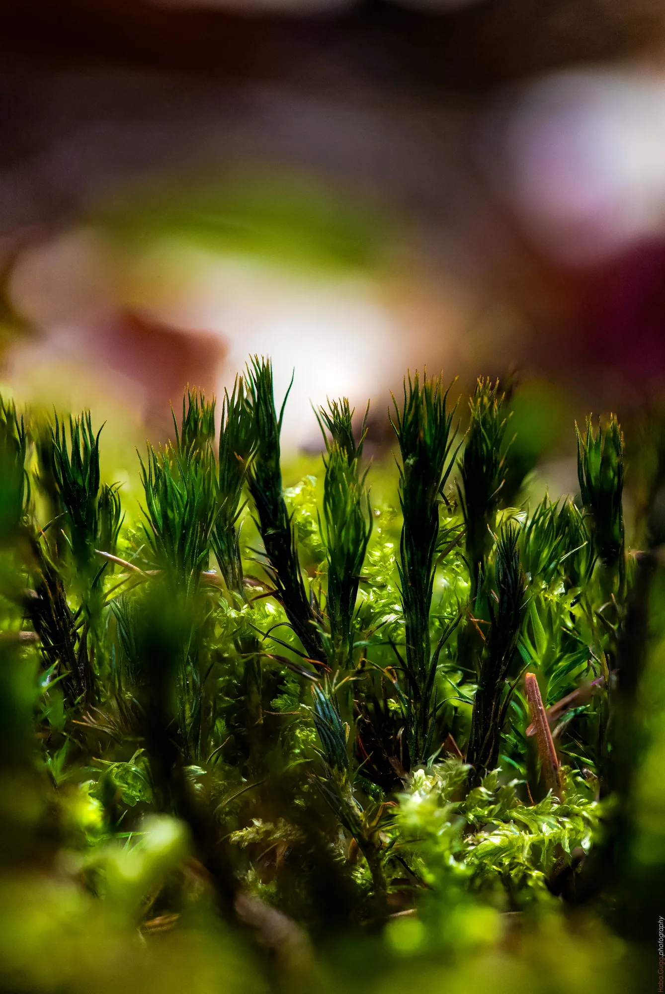 Mooswald im Miniaturformat