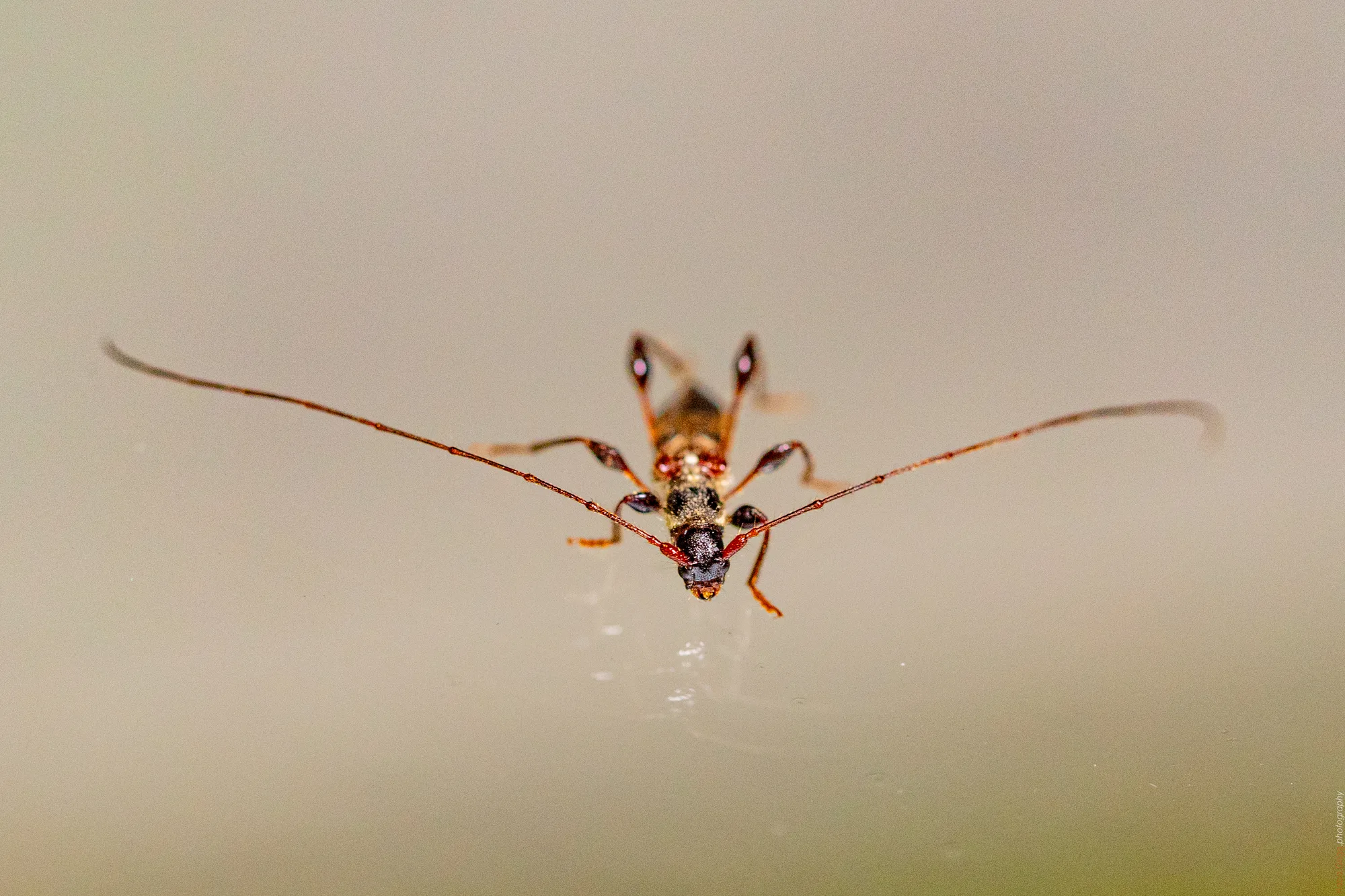 Antennen voraus - Scheinbockkäfer