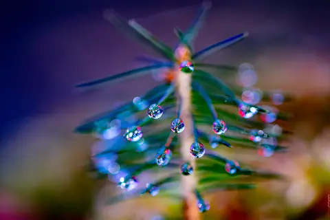 Der kleine Baum und seine Linsen