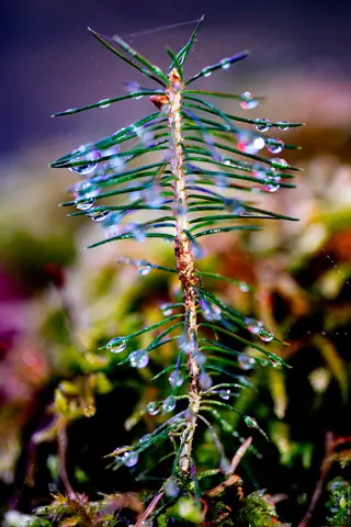 Der kleine Baum und seine Linsen