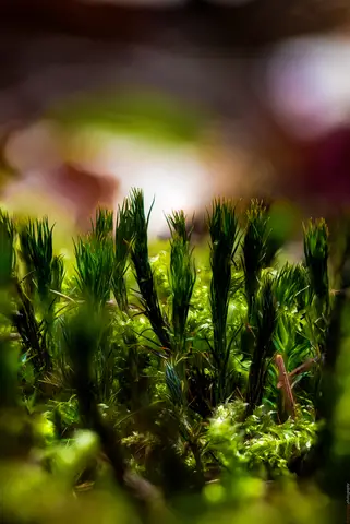 Mooswald im Miniaturformat