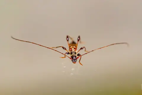 Antennen voraus - Scheinbockkäfer